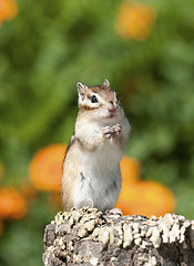 Image showing Siberian Chipmunk