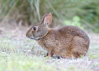 Image showing Marsh Rabbit