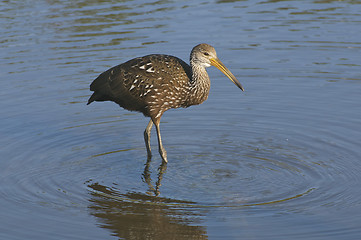 Image showing Limpkin