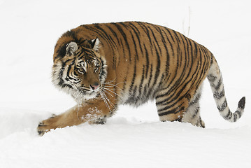 Image showing Amur Tiger