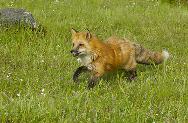 Image showing Red Fox