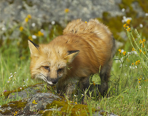 Image showing Red Fox