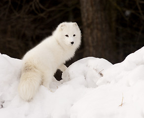 Image showing Arctic Fox