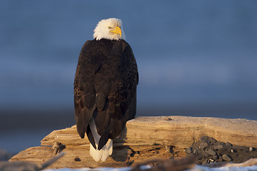 Image showing Alaskan Bald Eagle