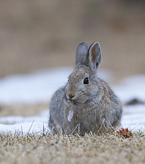 Image showing Mountain Cottontail Rabbit 