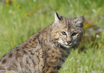 Image showing Bobcat