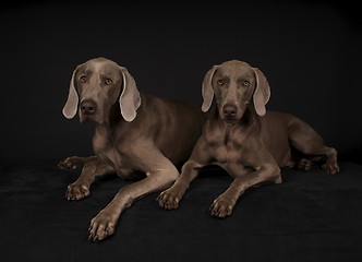 Image showing Weimaraner Dogs