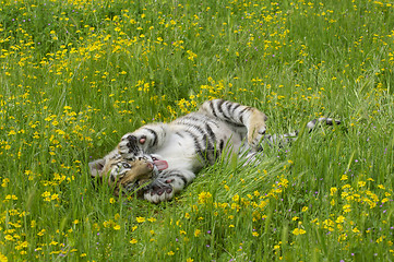 Image showing Tiger Cub