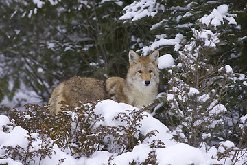 Image showing Coyote