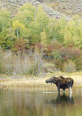 Image showing American Moose