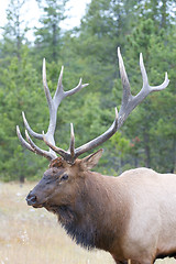 Image showing Canadian Elk