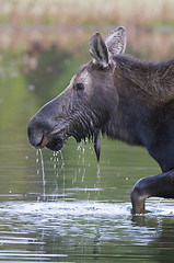 Image showing American Moose