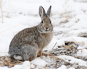 Image showing Mountain Cottontail