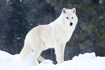 Image showing Gray or Arctic Wolf