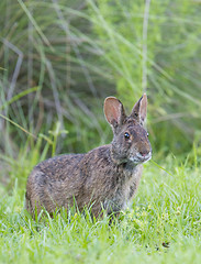 Image showing Marsh Rabbit