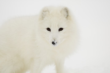 Image showing Arctic Fox