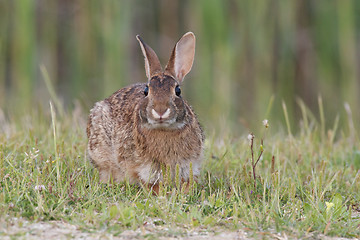 Image showing Eastern Cottontail