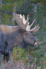 Image showing American Moose