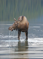 Image showing American Moose