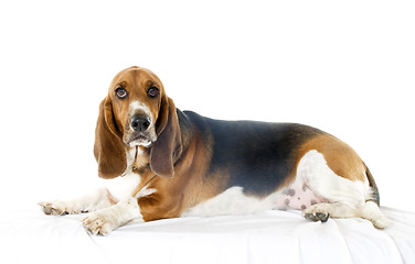 Image showing Bassett Hound