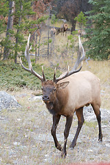 Image showing Canadian Elk