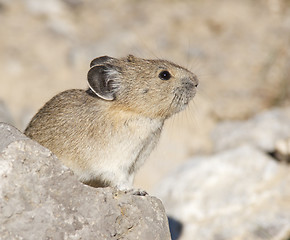 Image showing American Pica