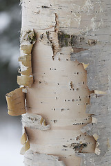 Image showing Birch Tree