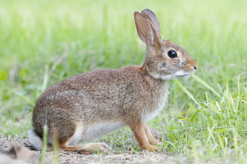 Image showing Marsh Rabbit