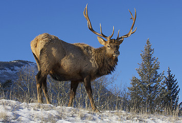 Image showing Canadian Elk 