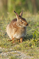 Image showing Eastern Cottontail Rabbit