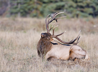 Image showing Canadian Elk