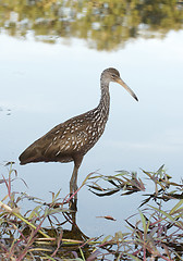 Image showing Limpkin