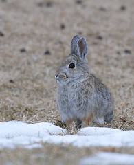 Image showing Mountain Cottontail Rabbit 