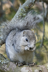 Image showing Delmarva Peninsular Fox Squirrel 