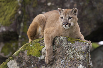 Image showing Mountain Lion