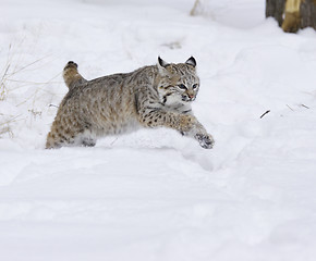 Image showing Bobcat