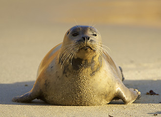 Image showing Harbor Seal