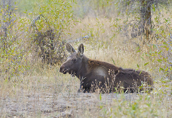 Image showing American Moose