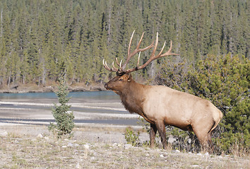 Image showing Canadian Elk