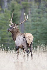 Image showing Canadian Elk 