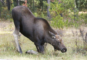 Image showing American Moose