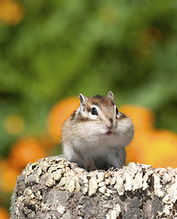 Image showing Siberian Chipmunk