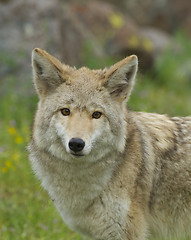 Image showing Coyote