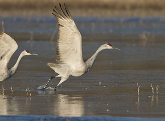 Image showing SandHill Crane