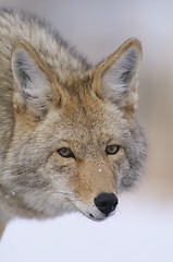 Image showing Coyote