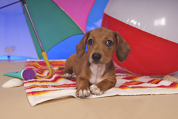 Image showing Dachshund Dog at beach