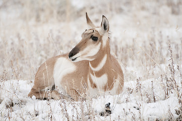 Image showing Pronghorn