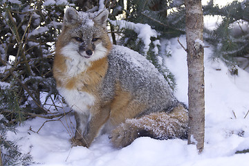 Image showing Gray Fox