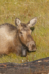 Image showing American Moose