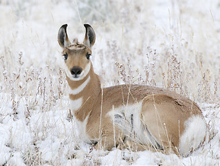 Image showing Pronghorn